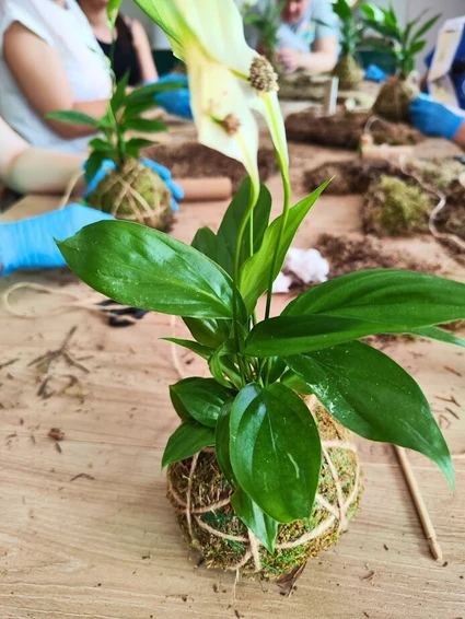 L’Arte Gentile del Verde: Workshop Botanici e Kokedama nelle campagne del Garda 10